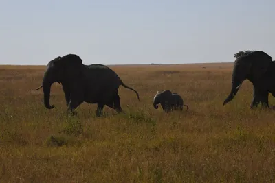 DSC_3887 (Large).JPG